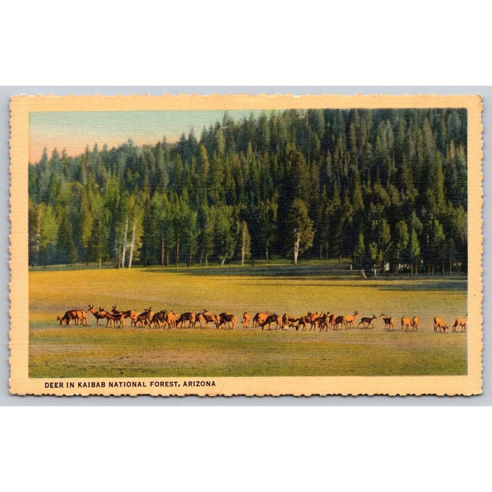 Vintage Linen Postcard Kaibab National Forest Arizona Black Tail Deer 1934 Teich